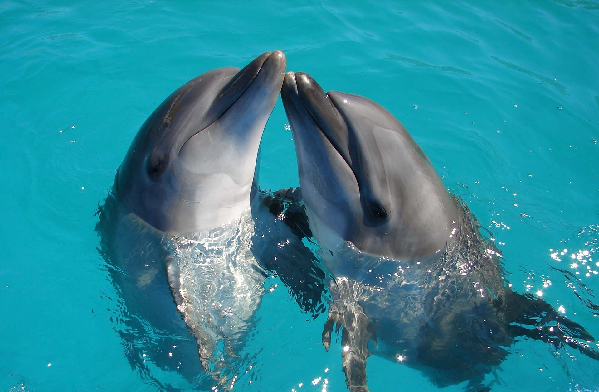 dolphins2